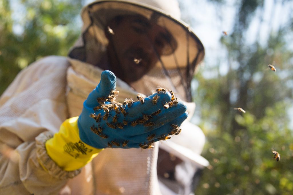 Mel do Vale do Paraíba conquista Indicação Geográfica. Reconhecimento fortalece a apicultura em 35 municípios paulistas.