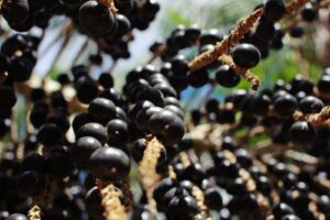 açaí na árvore