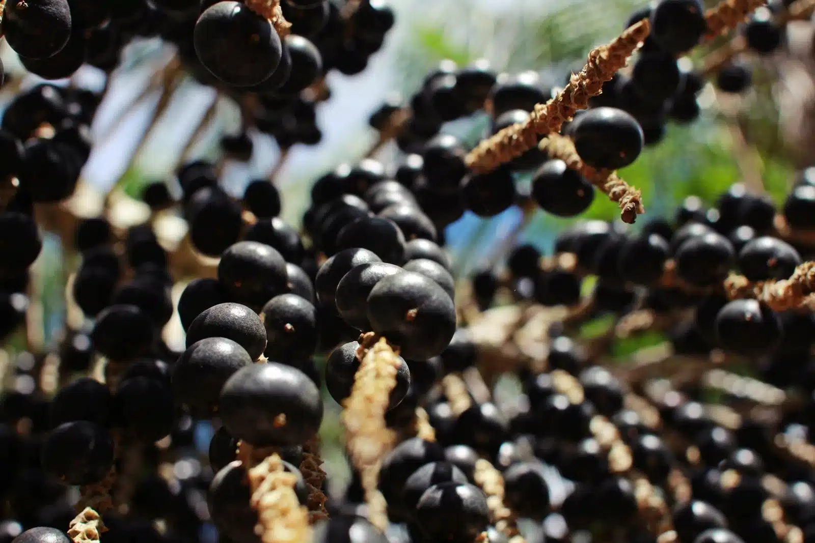açaí na árvore