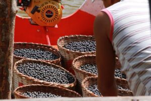 Açaí ganha crédito e venda garantida no Pará