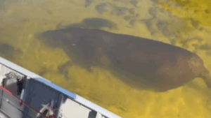 Peixe diferente - anta surpreende turistas e nada sob barco