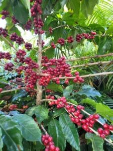 Agrosilício e compostagem: dupla eleva produtividade de café em Minas Gerais