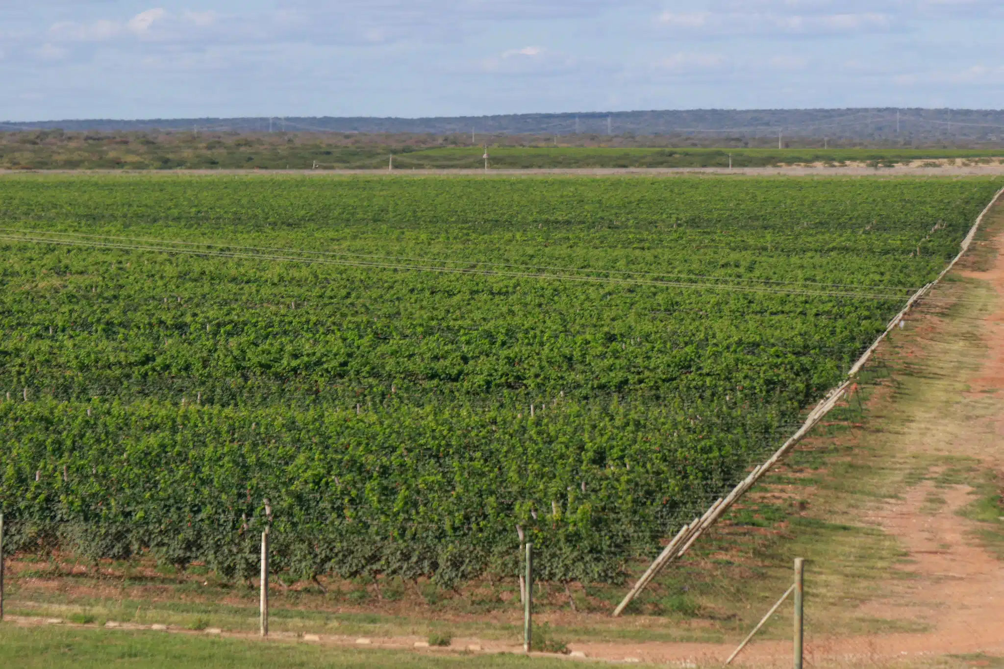 Foto aérea de uma plantação