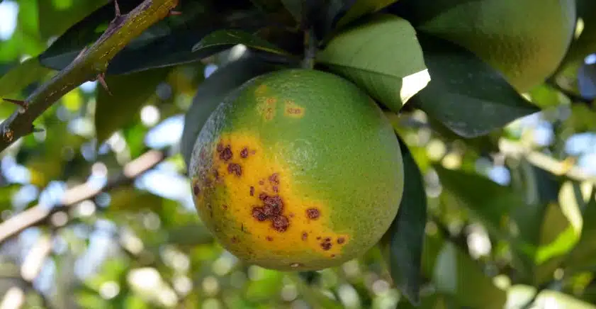 laranja com greening no pé