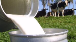 Alta na produção de leite expõe gargalos e impulsiona inovação logística