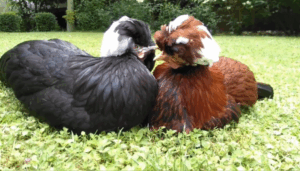 Galinha Polonesa: a ave ornamental que virou pet