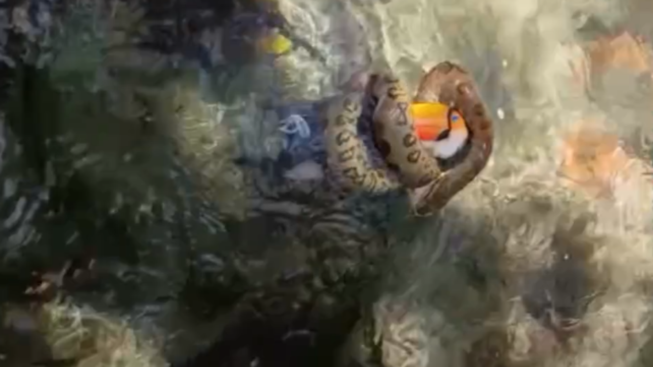 sucuri e tucano