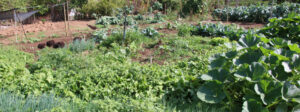Hortas circulares revolucionam renda de agricultores familiares em Minas