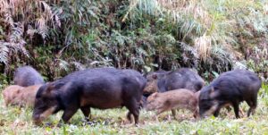 Litoral do Paraná luta para salvar espécies ameaçadas