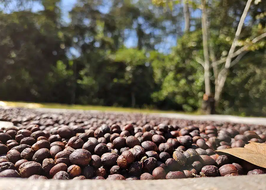 Negócios de café aquecem no mercado brasileiro. Além disso, valorizações externas elevaram as cotações internas.