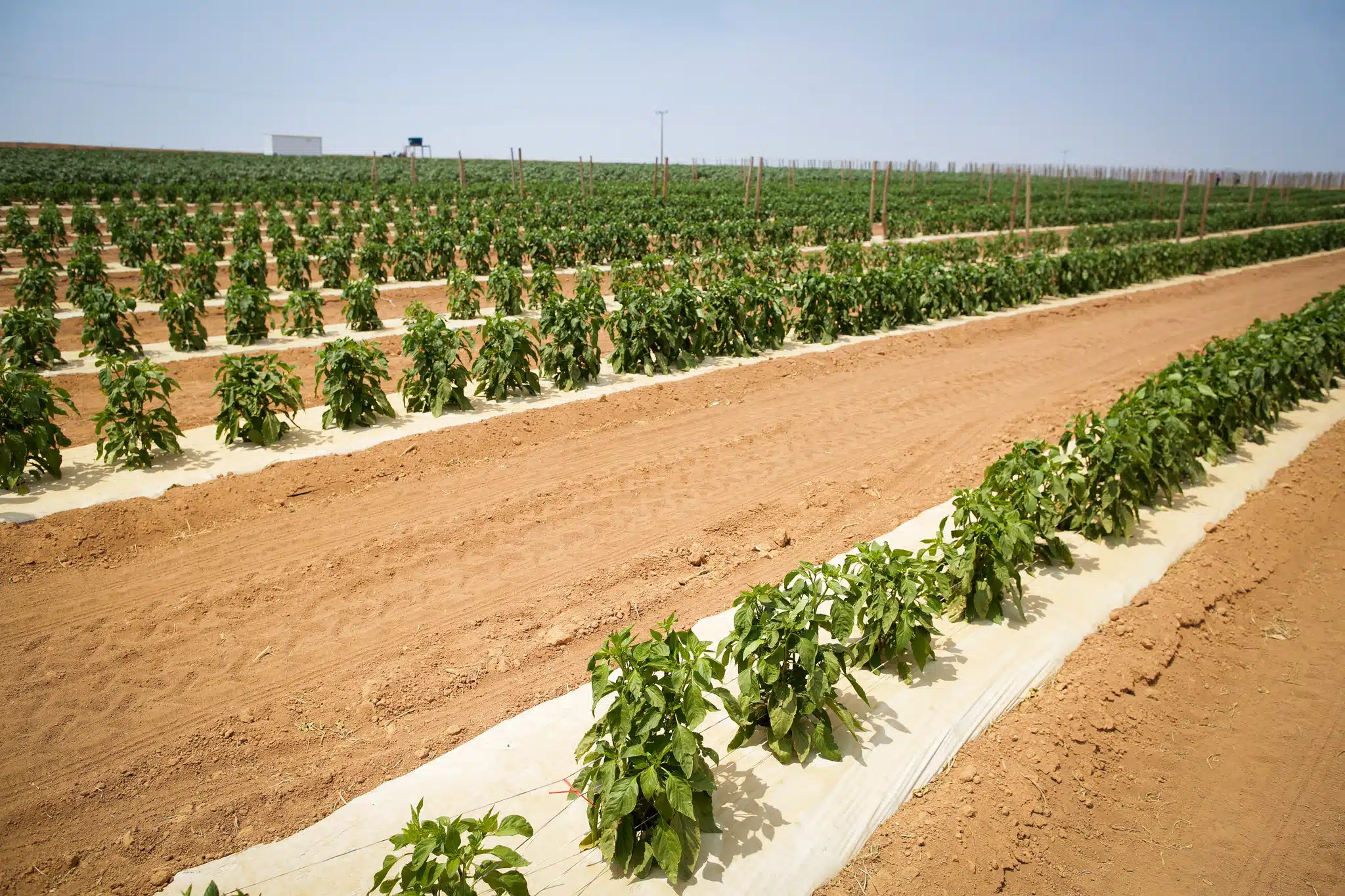 Foto de área rural