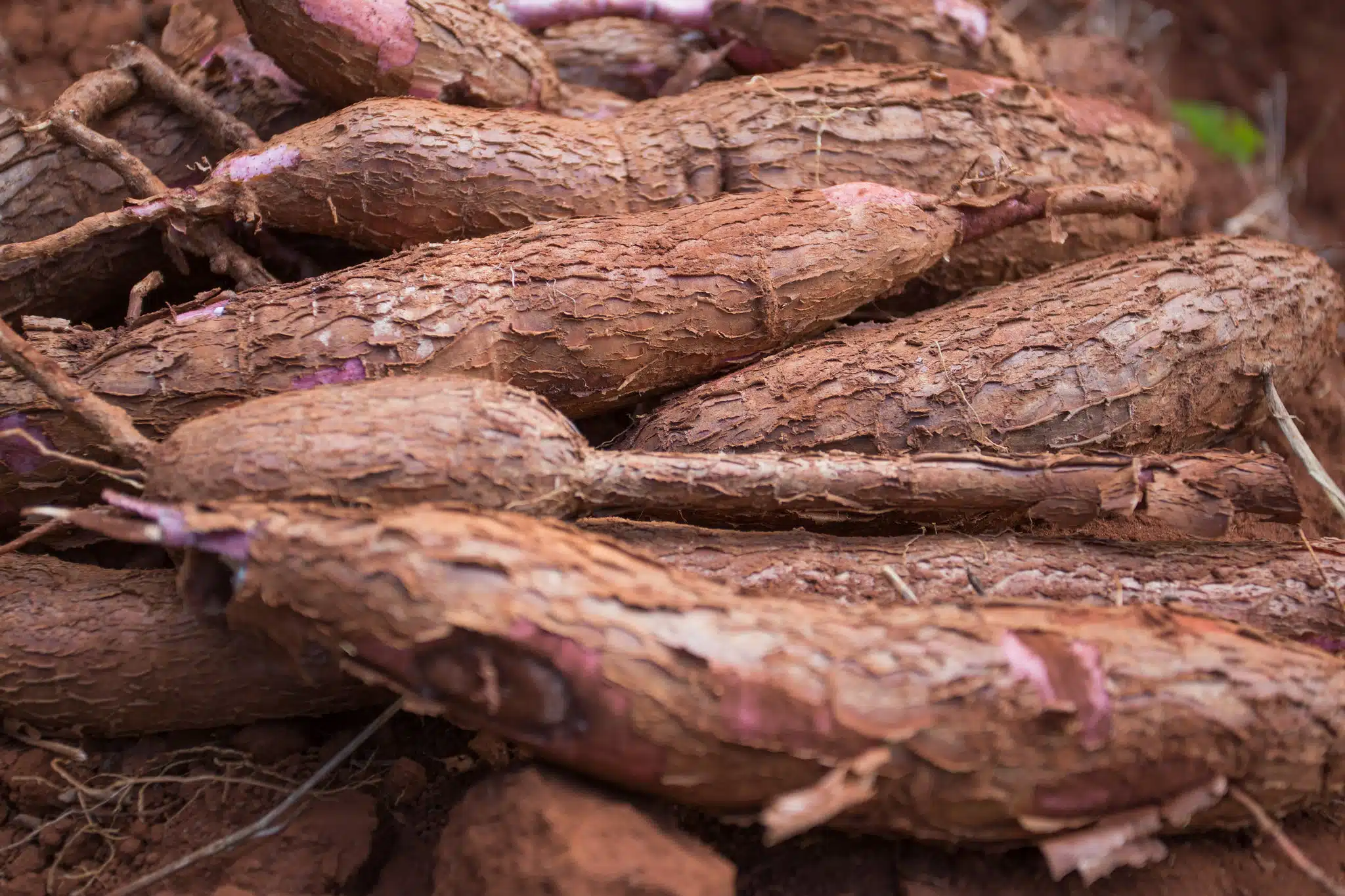 Produção de fécula de mandioca recua em 2025, mas alta dos preços eleva o Valor Bruto da Produção para R$ 2,14 bilhões no Brasil.