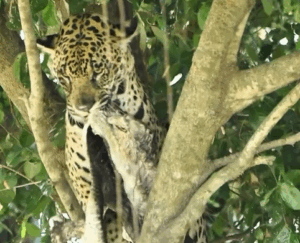 Onça-pintada arrasta jacaré para o topo de árvore no Pantanal