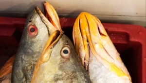 pescada amarela