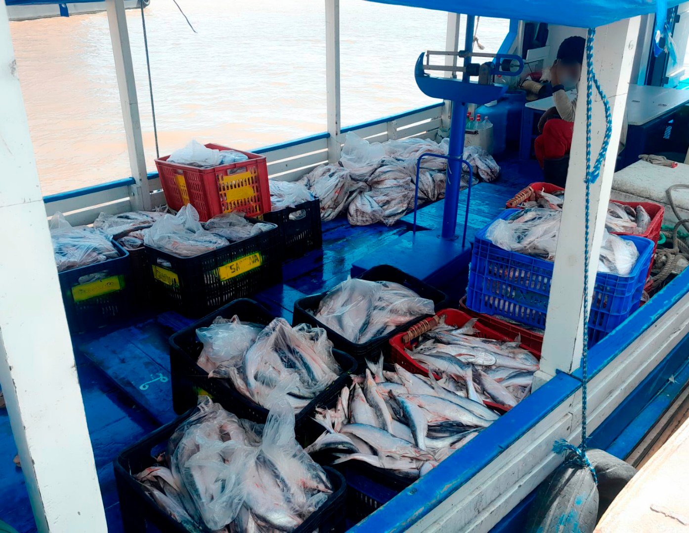 Ibama Ataca: 1,3 Tonelada de Pescado Ilegal Apreendida e Áreas Embargadas na Amazônia!