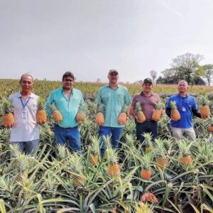 Novas variedades de abacaxi e concurso de café impulsionam Agricultura no Triângulo Mineiro