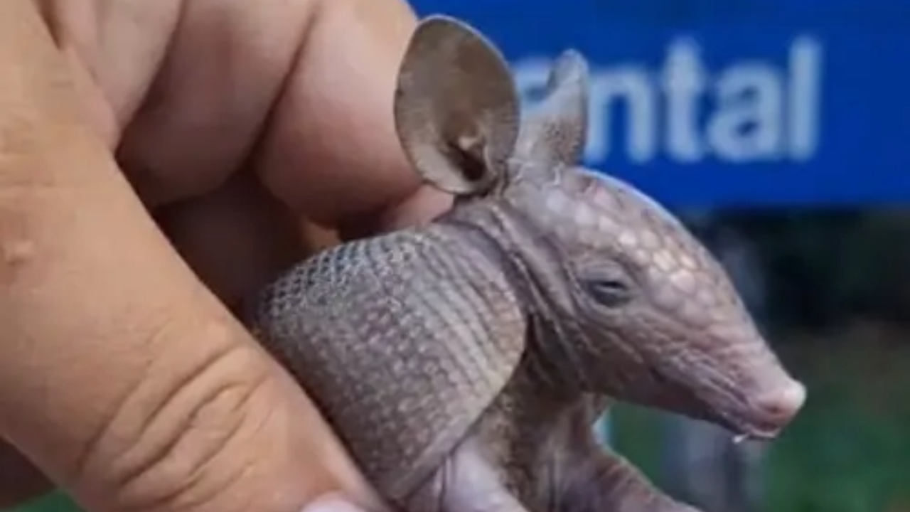 Tatu Fofo Invade Mansão em Brasília: O Resgate que Conquistou a Web!