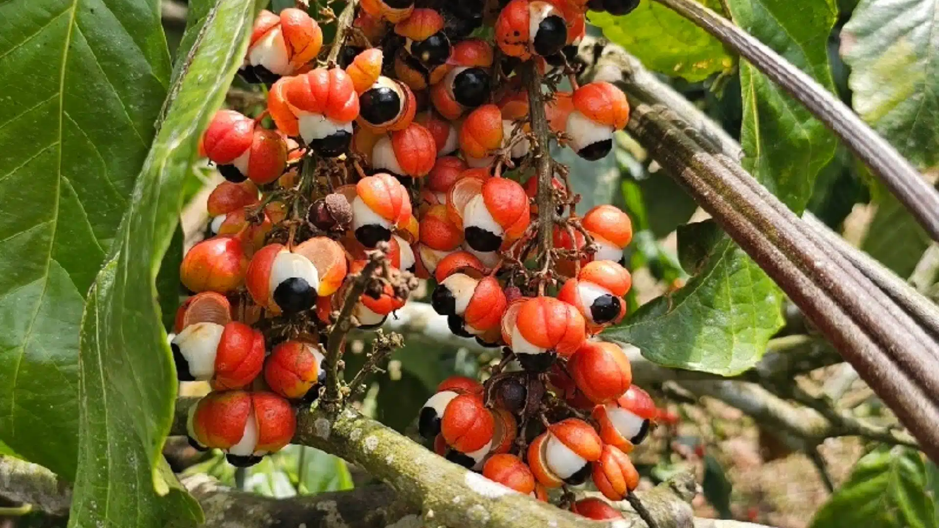 Árvore de guarana com fruto