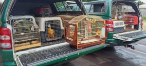Ibama resgata 59 animais silvestres e autua professor por fraude