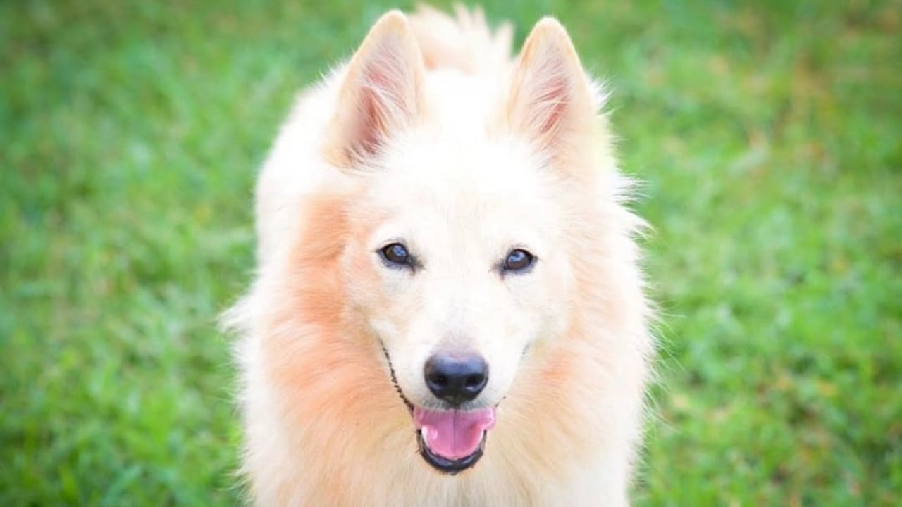 Pastor da Mantiqueira