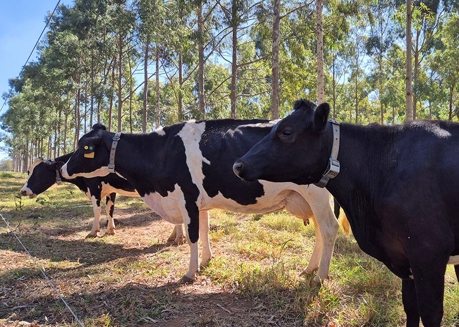 Água no Leite: Descubra Como Sua Xícara da Manhã Pode Mudar o Mundo!