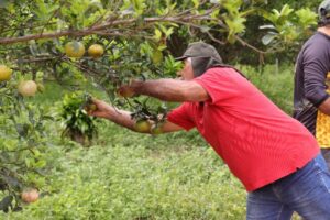 Sítio São José: 30 anos de agricultura familiar sustentável em Diamantino