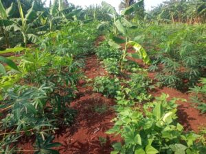 Crédito rural e apoio técnico impulsionam produção orgânica