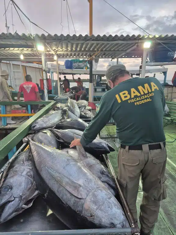 pescado ilegal