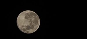 Conheça a árvore que veio do espaço e fica no Brasil