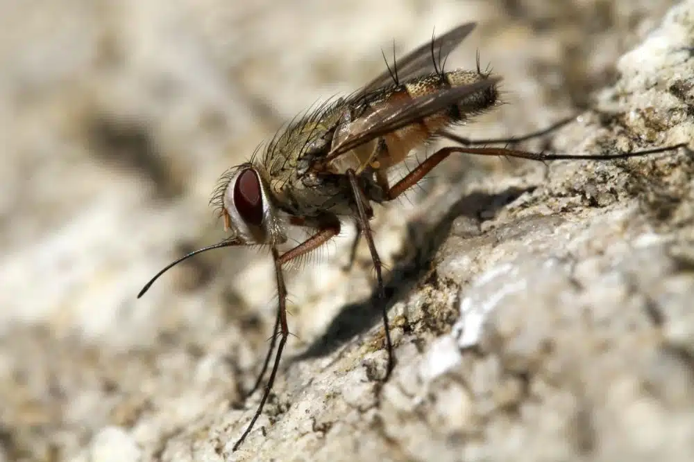 mosca-de-estábulo causa prejuizo e morte