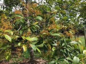 Como a ciência quer salvar o pau-rosa na Amazônia