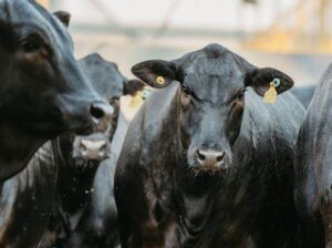 Três touros Angus e um cavalo morrem durante a Expointer