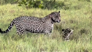 Disputa entre onças-pintadas termina com 'bronca' da mãe no Pantanal