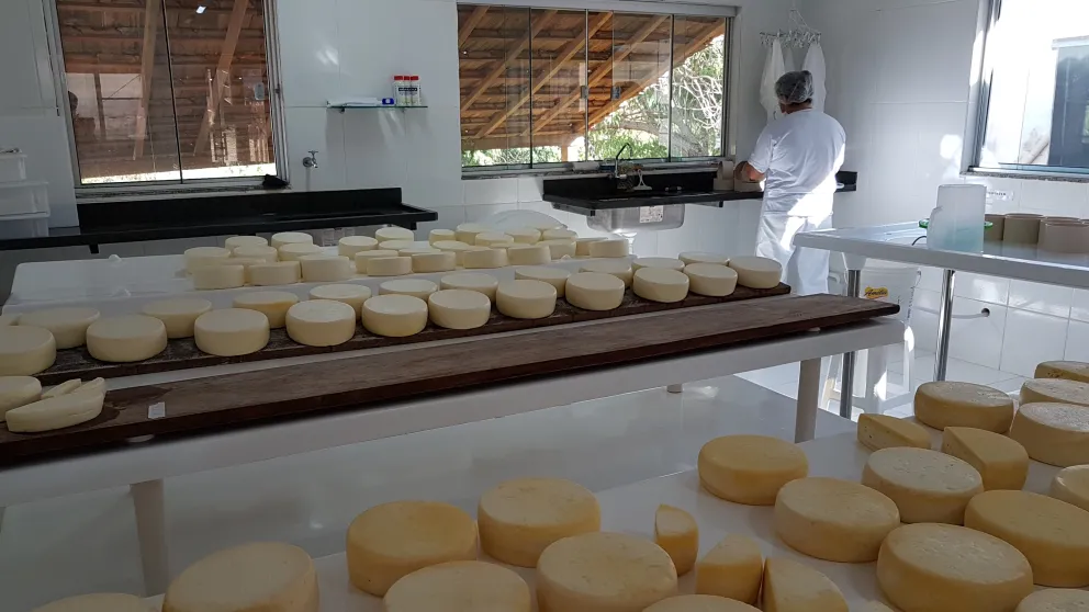 Dia Mundial do Queijo : agroindústrias familiares mineiras movimentam setor com produo recorde