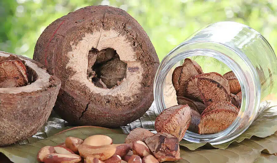 Castanha