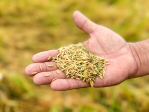 Como Alagoas se tornou referência nacional na produção de arroz irrigado