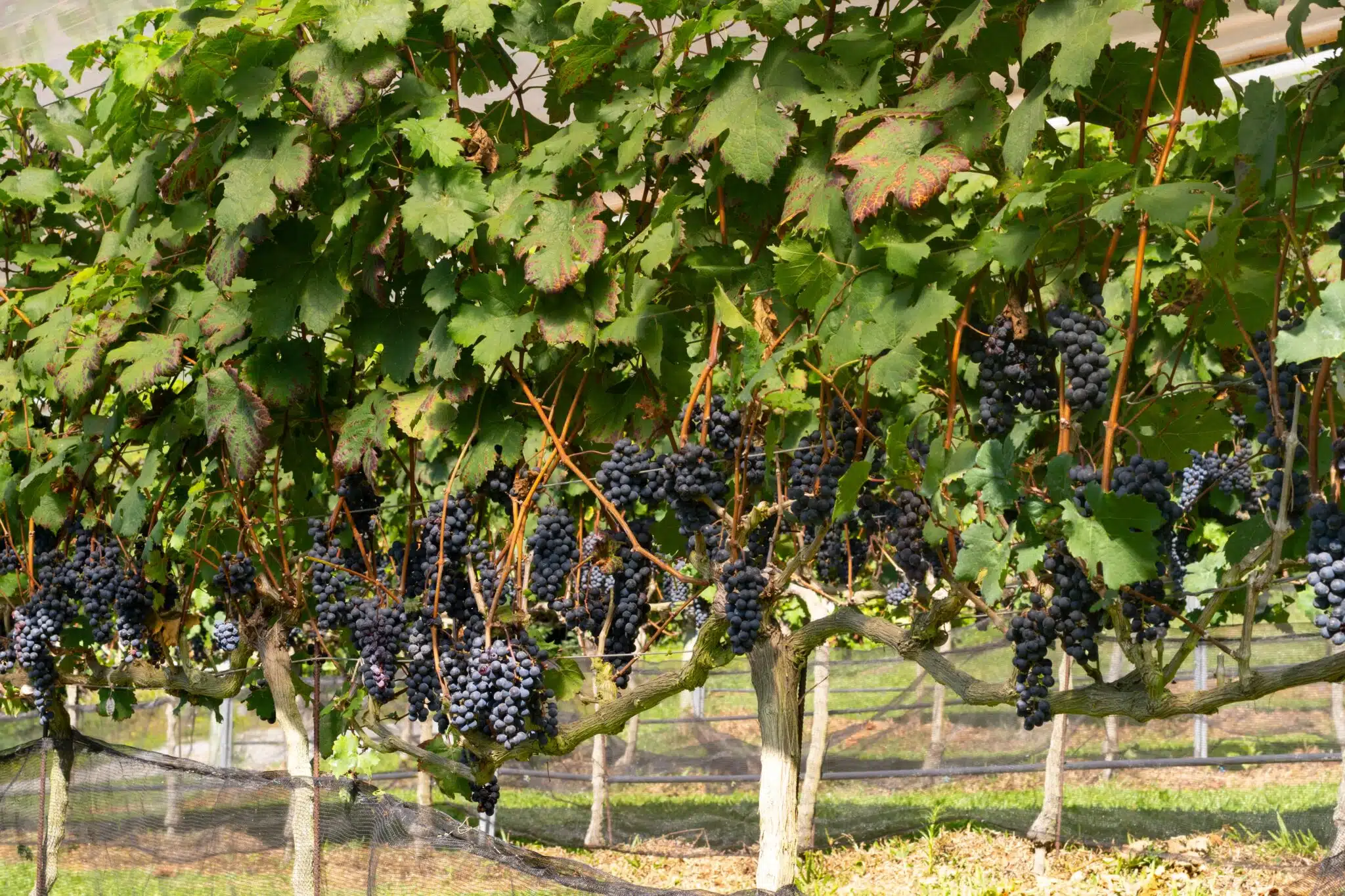 vinicola