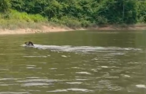 Flagrante: antas nadam em reservatório de Belo Monte