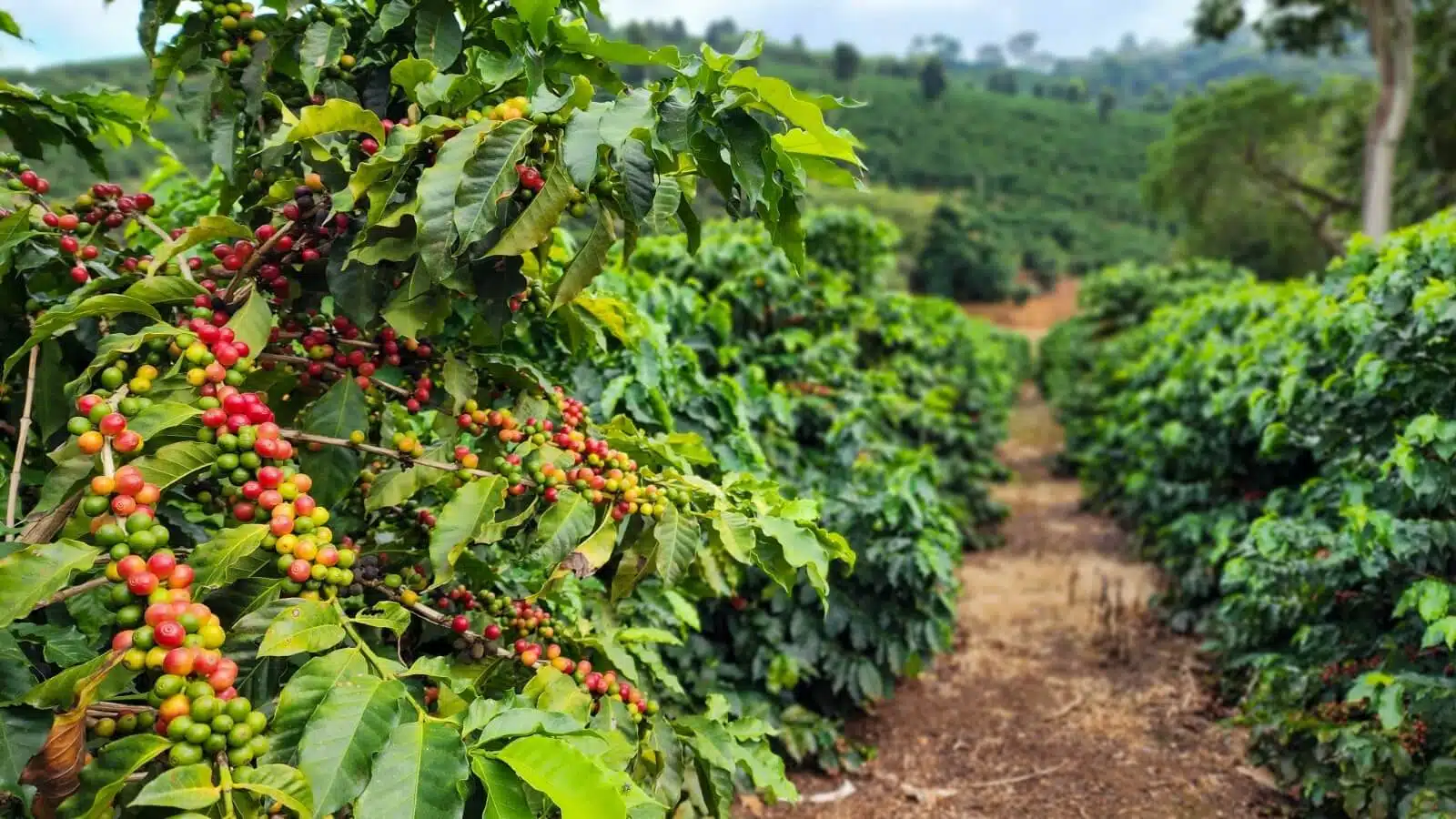 Colheita de café arábica avança 40% no Cerrado Mineiro. Mas Expocacer alerta para chuvas que podem atrasar a pós-colheita.