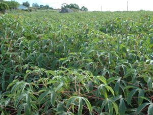 Produtores de mandioca ganham ferramenta contra a mosca-do-broto