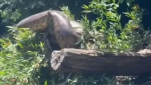 Sucuri gigante aparece para atletas durante treino em Bonito; veja o vídeo
