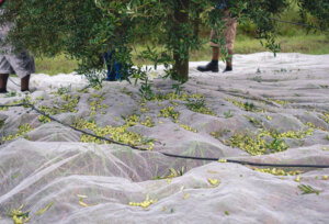 Produção de azeite no Brasil deve bater 1 milhão de litros em 2026