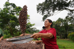 Chocolate vai ficar mais caro? Super El Niño preocupa produtores