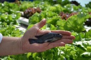 Pesquisa cria bioinsumos a partir de resíduos da aquicultura para impulsionar agricultura e pecuária