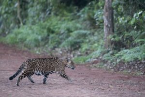 Parque Nacional do Iguaçu fecha trilhas para monitorar onças-pintadas e jaguatiricas