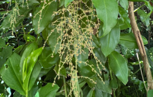 Biossensor facilita busca por produtos naturais para controle de pragas