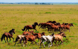 Lavradeiro: conheça o cavalo selvagem do Brasil que pode desaparecer