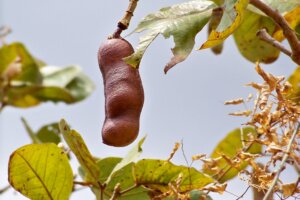 Do fruto à inovação: jatobá vira farinha, licor e pomada cicatrizante