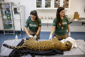 Onça-pintada do Simba Safari doa sangue em transfusão inédita no Brasil
