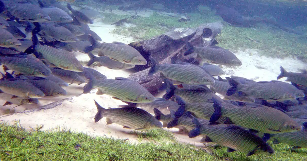Peixes nadando em uma foto submarina